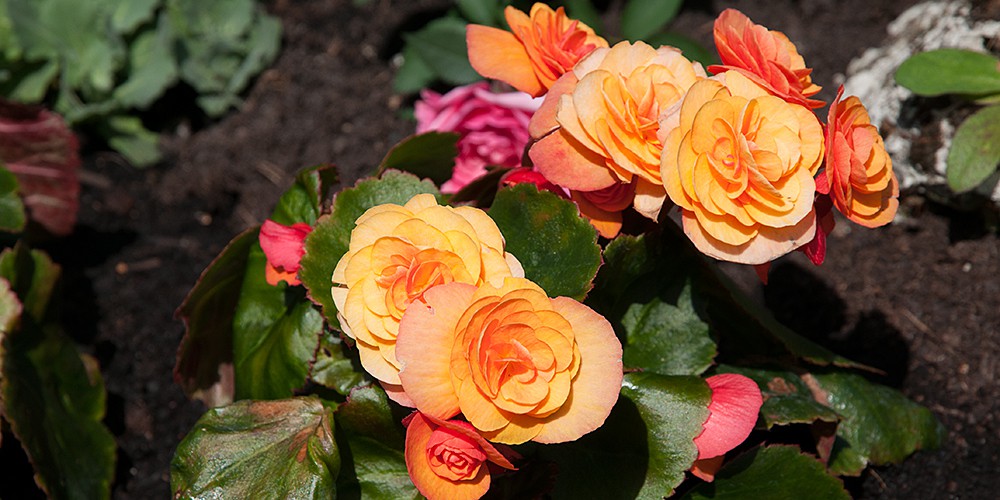 Copyright Gerlind Schiele Photography Tegernsee +49 (0) 170 - 908 85 85